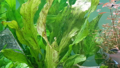 Эхинодорус Тигровый зеленый, с грузом Эхинодорус Тигровый зеленый, с грузом